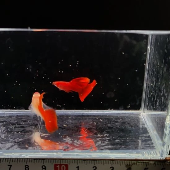 孔雀鱼血红大c一对