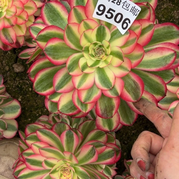 9506南荔枝多肉植物