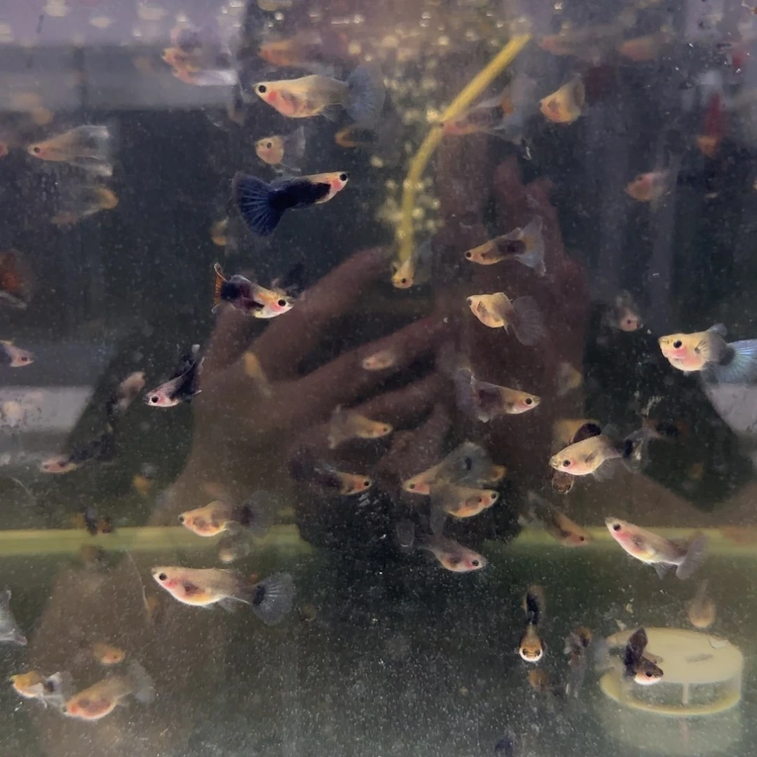 孔雀鱼练手蓝礼服玻璃猫长公短母10条