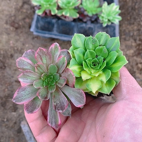 独**二937单头2棵多肉植物