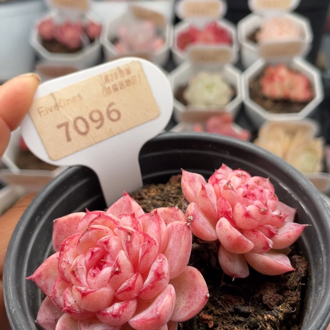 天鹅绒7096-7.5厘米