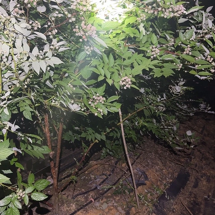 完全开放四季黑泡