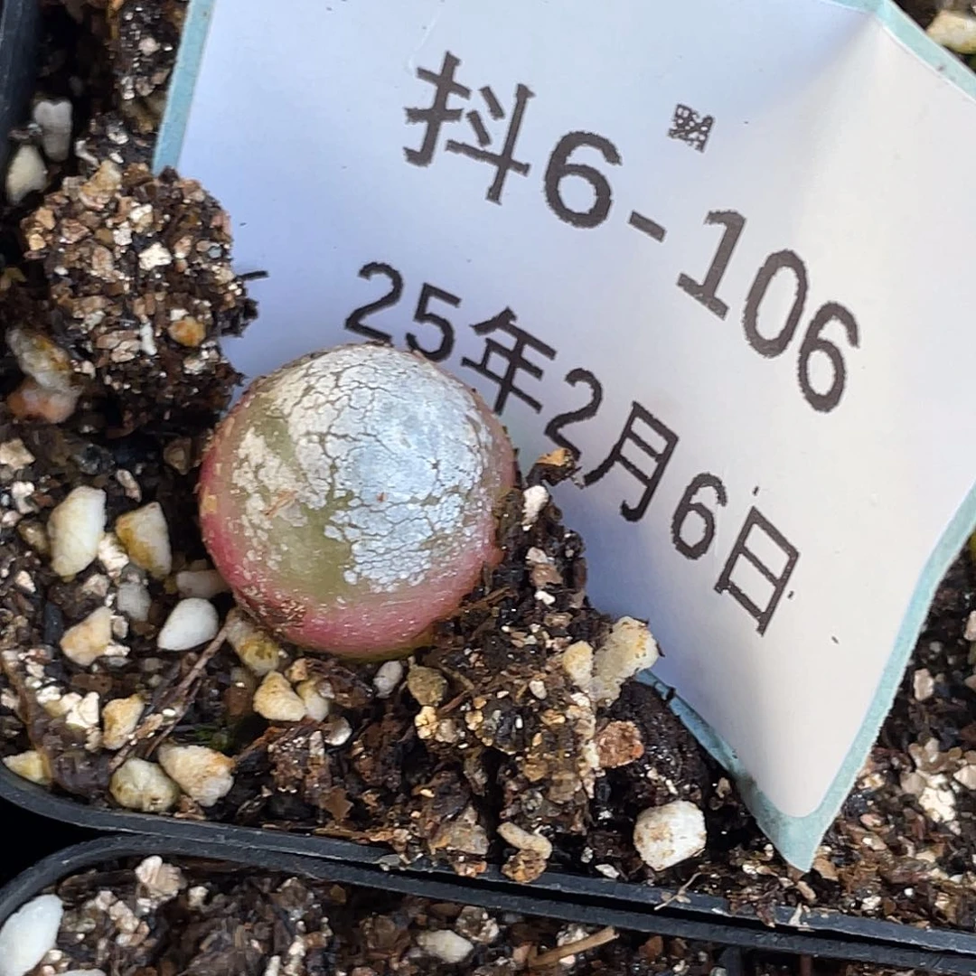 6-106灯泡多肉植物