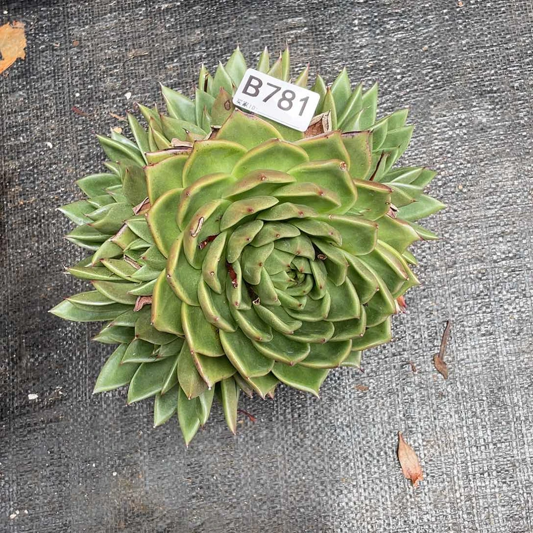 若如东云单拍B781