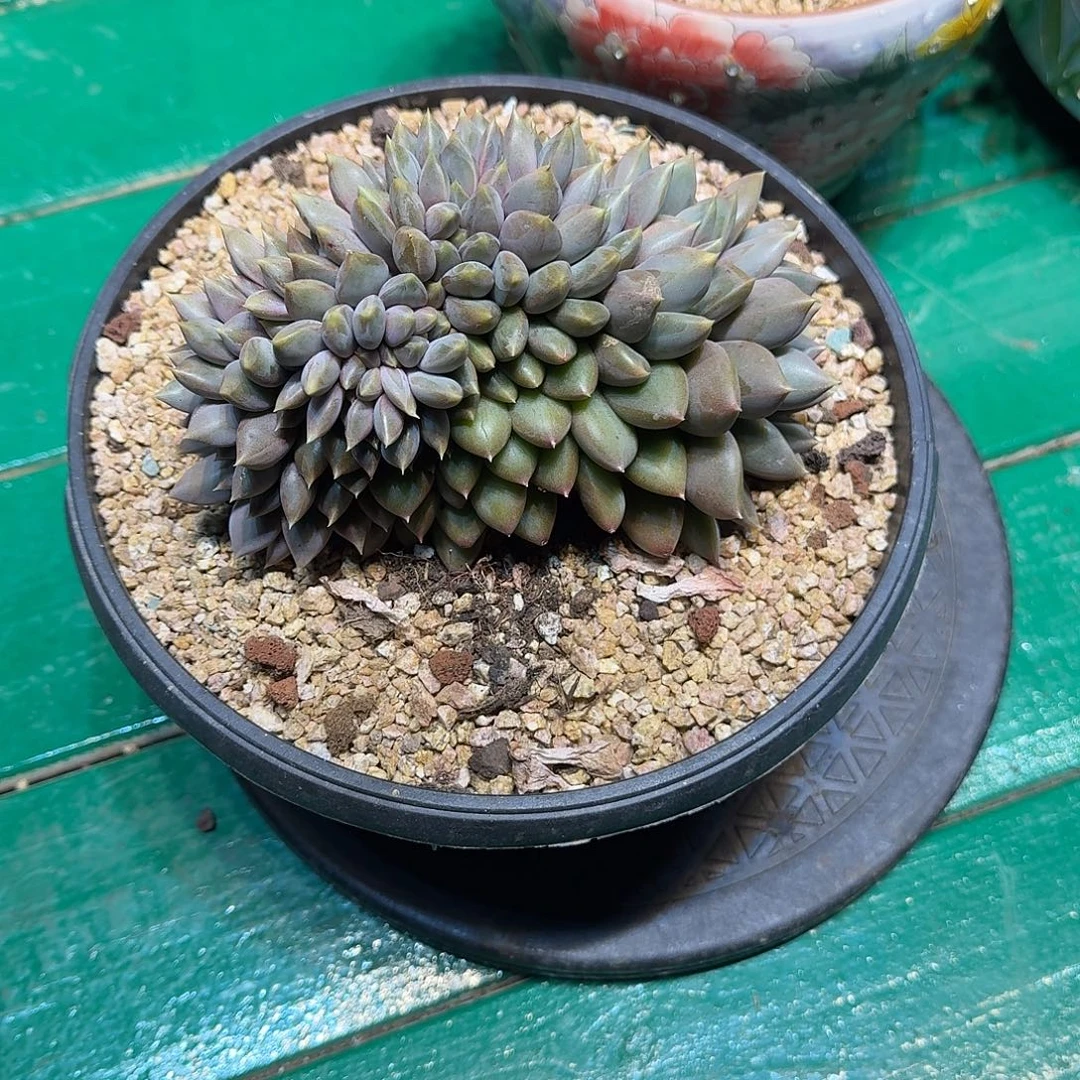 多肉植物多肉植物