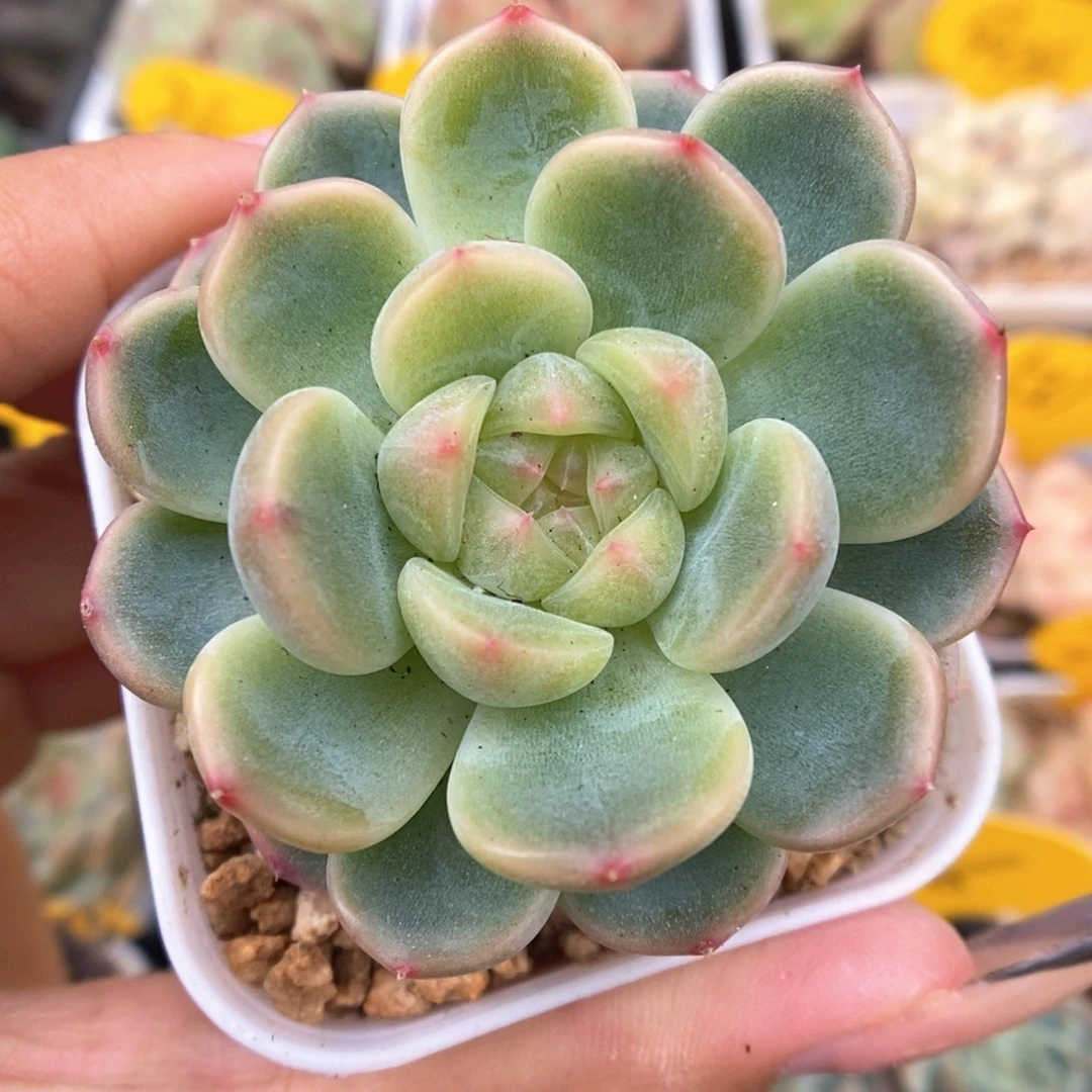 童话甜心可拍221号。