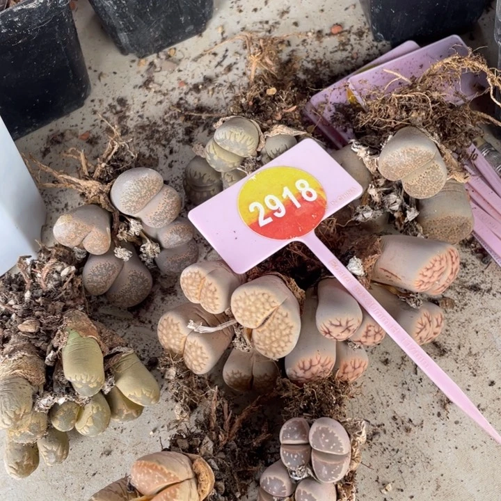 是****。生石花八大群2918