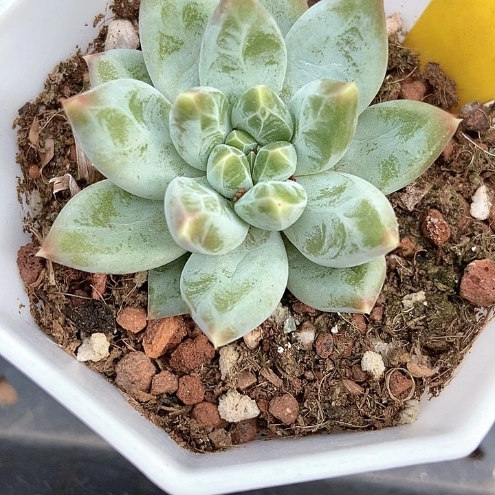 多肉植物伊丽莎白1868多肉