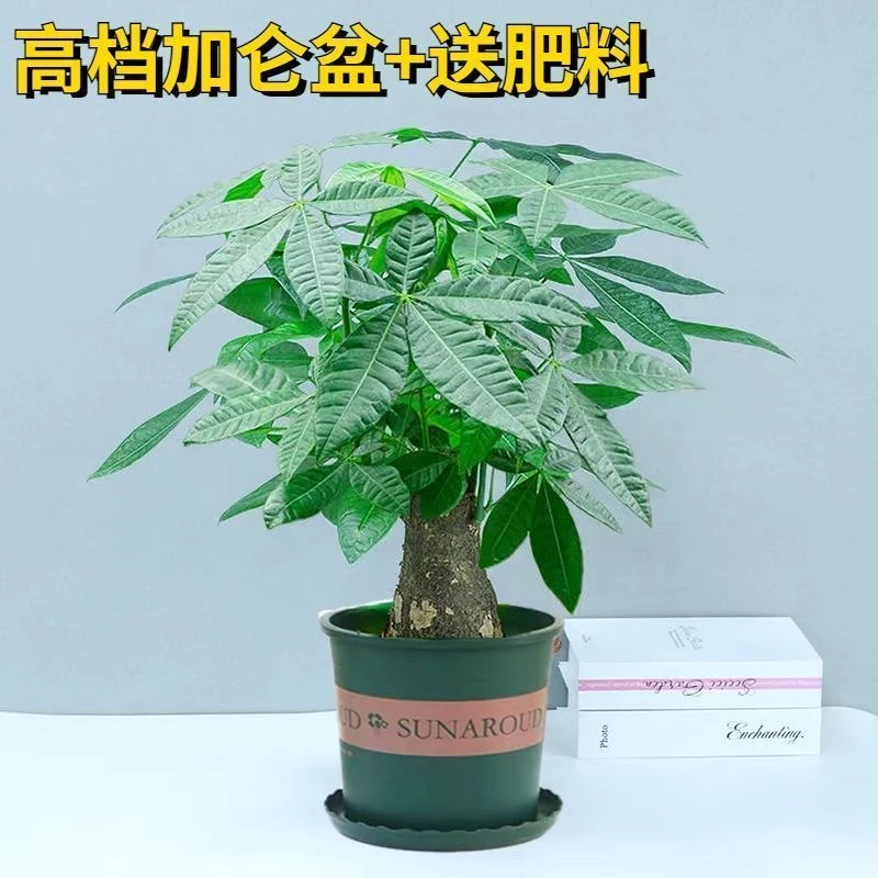单杆独杆发财树盆栽室内客厅办公室绿植四季常青好养活小盆景绿植