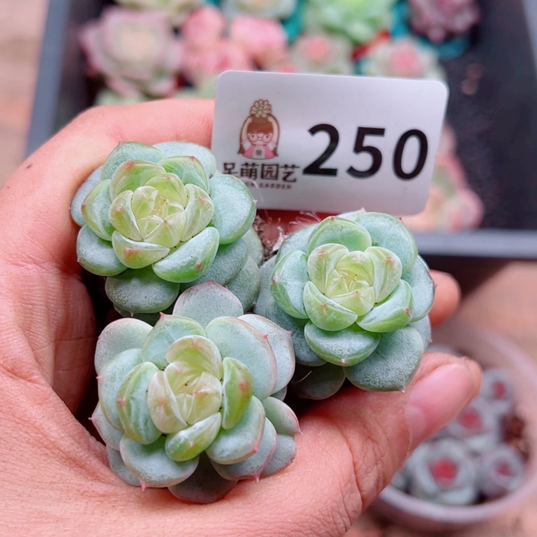 多肉植物多肉植物