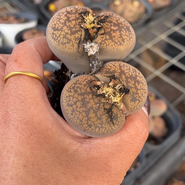 双头日轮8888888888