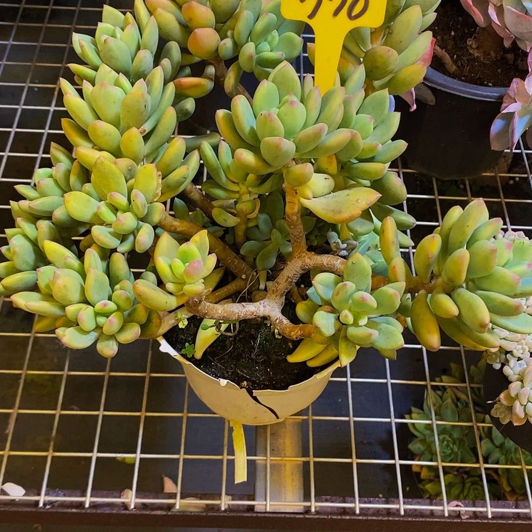 从***流清新美人338。