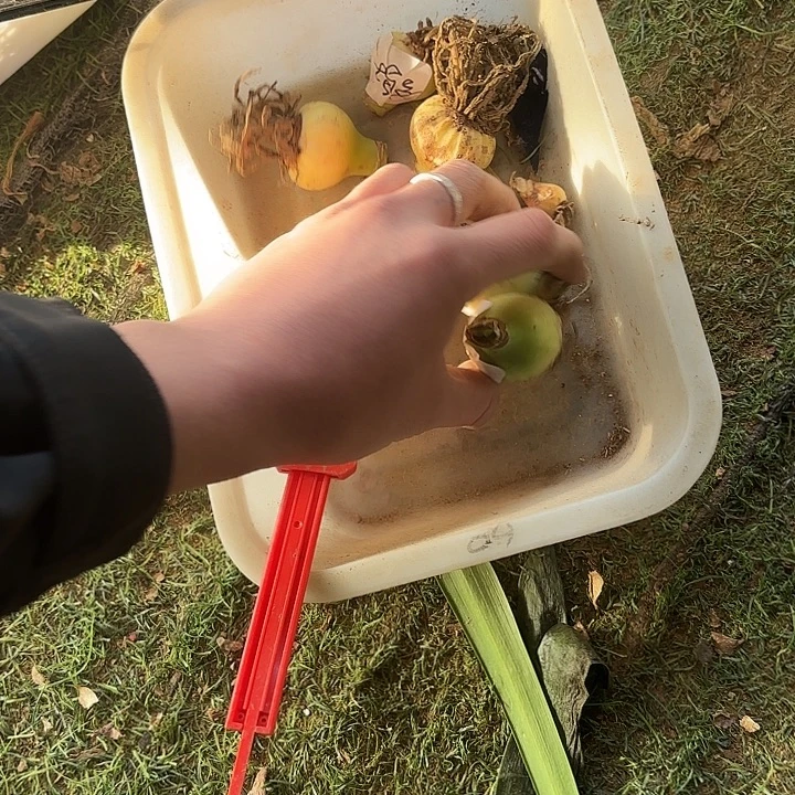 完全开放鸽子，3厘米左右6个一物一拍