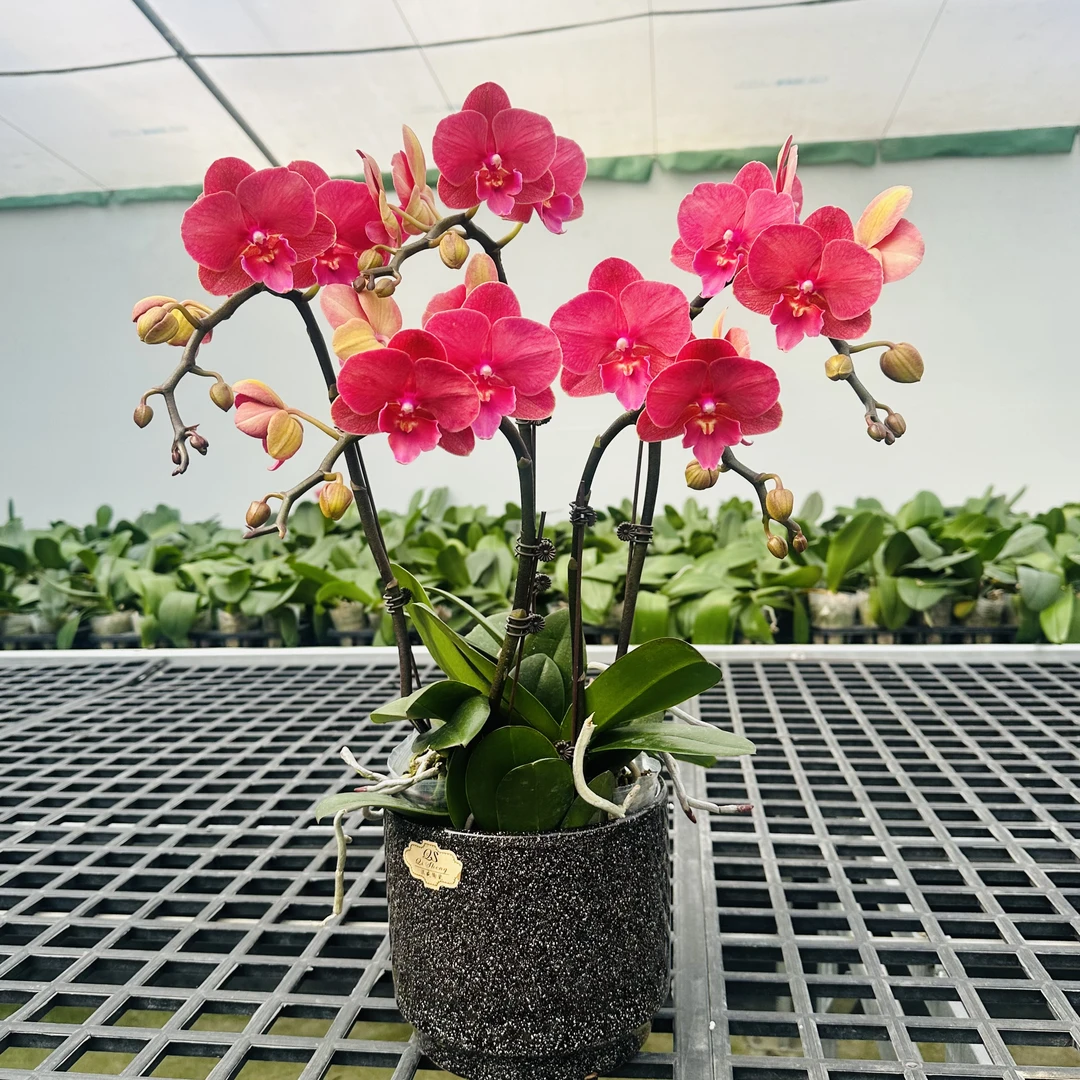 A8【红酒恋人】红色蝴蝶兰.源头基地.送礼兰花.包盆年花