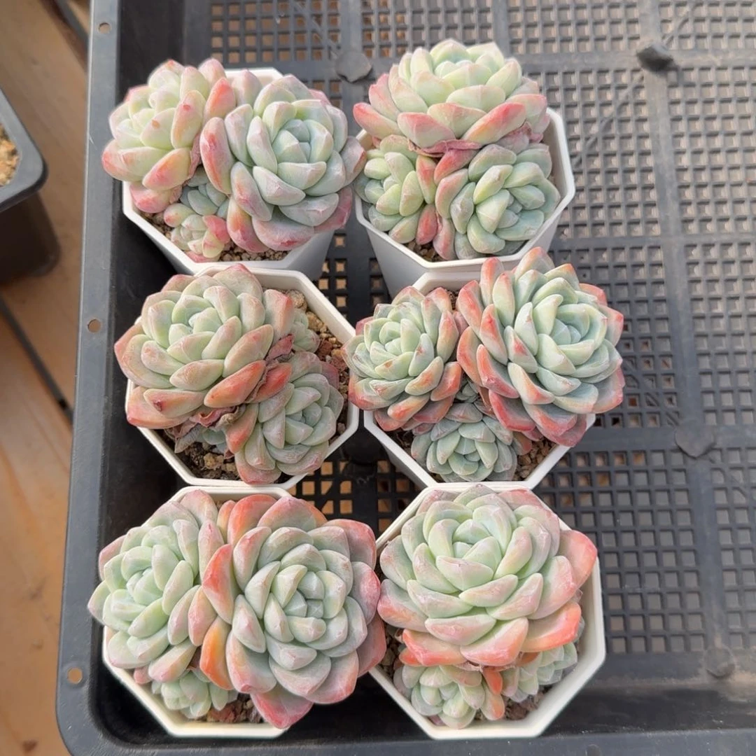 6颗一起一物一拍的