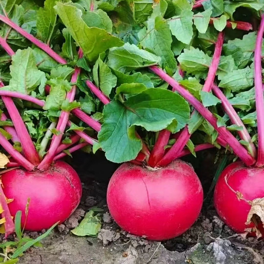 【早市常专属】东北黑土地自家种植 红皮白心大萝卜