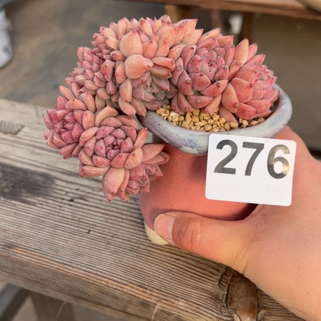 小*嗝276 多肉植物组合