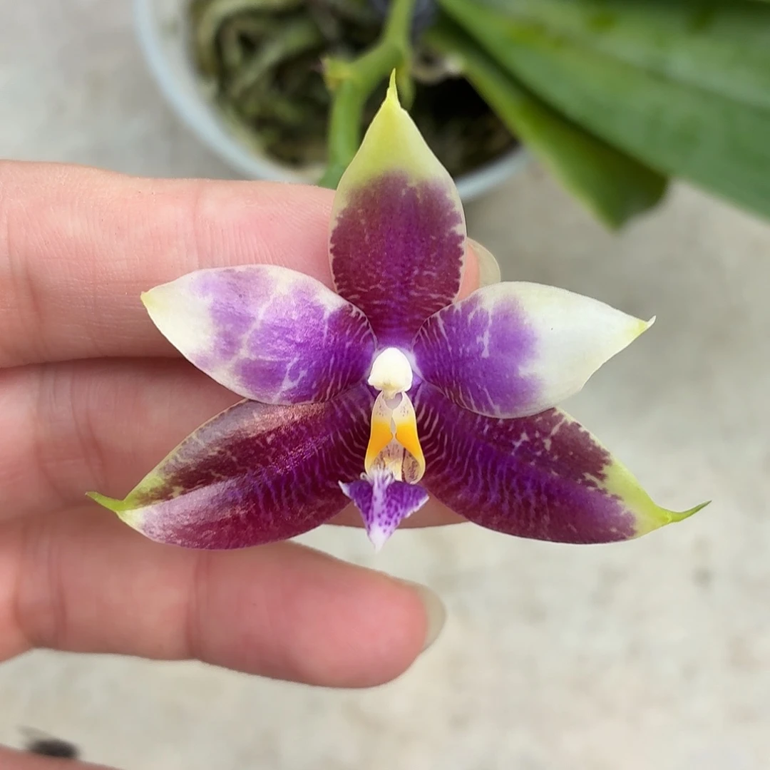 当前无花朵，栽培后可花朵A5435yss1172