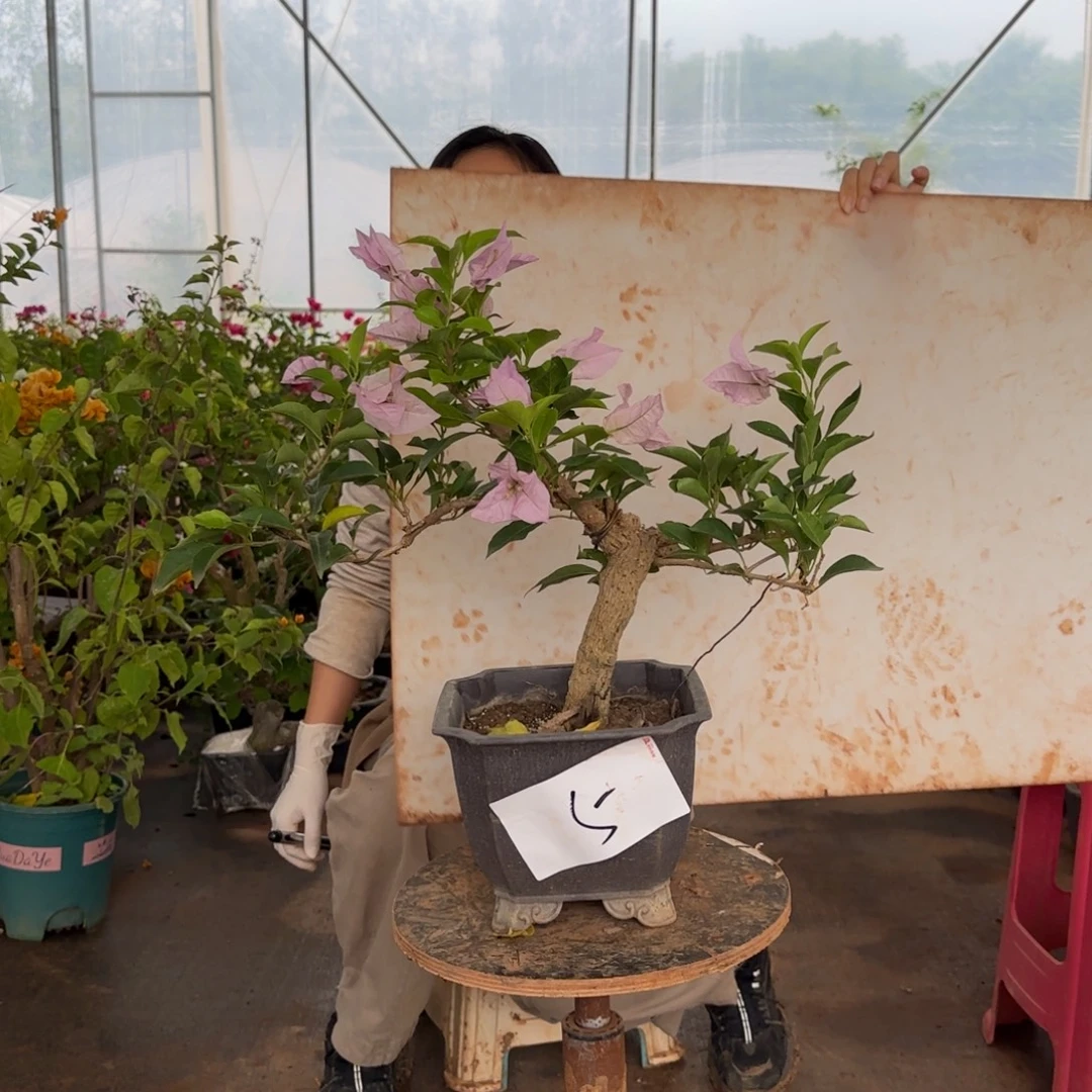 大部分花苞少量开放金夫人 5