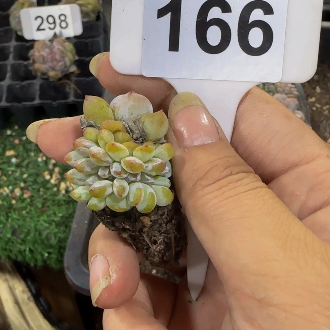 用***8166 号一物一拍特价福利