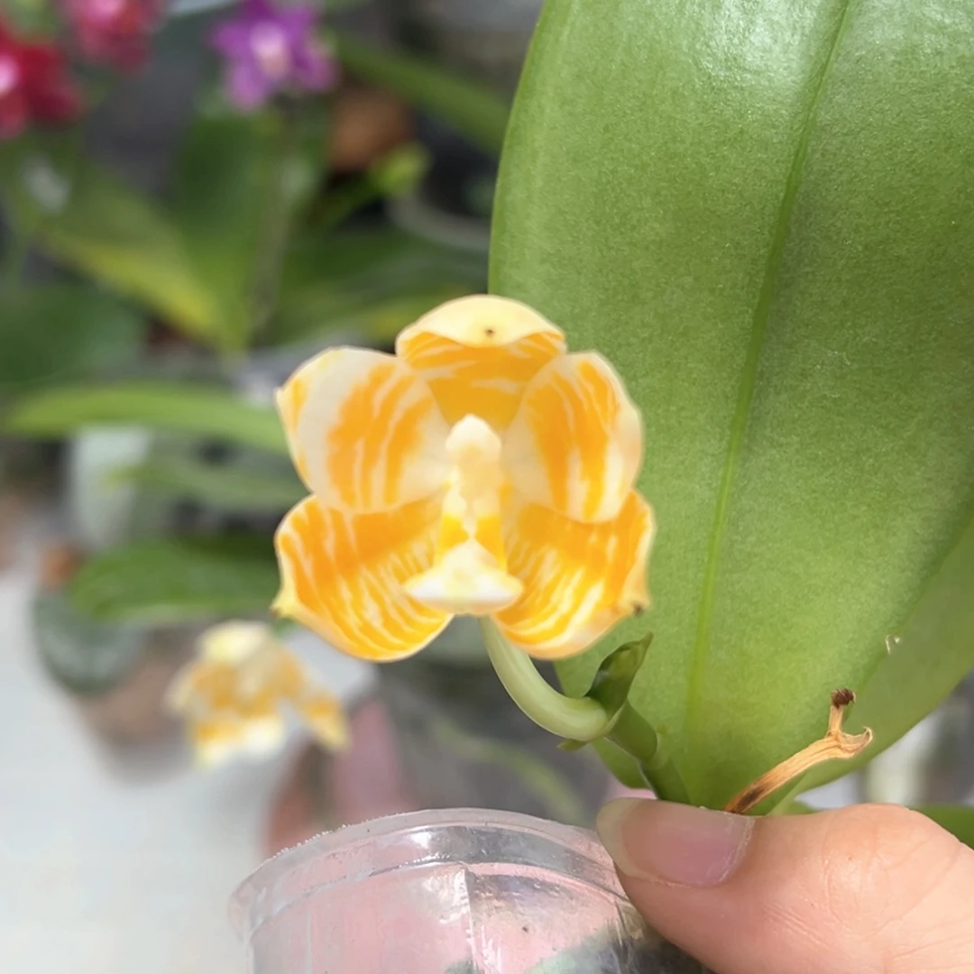 大部分花苞少量开放黄金斑马2代