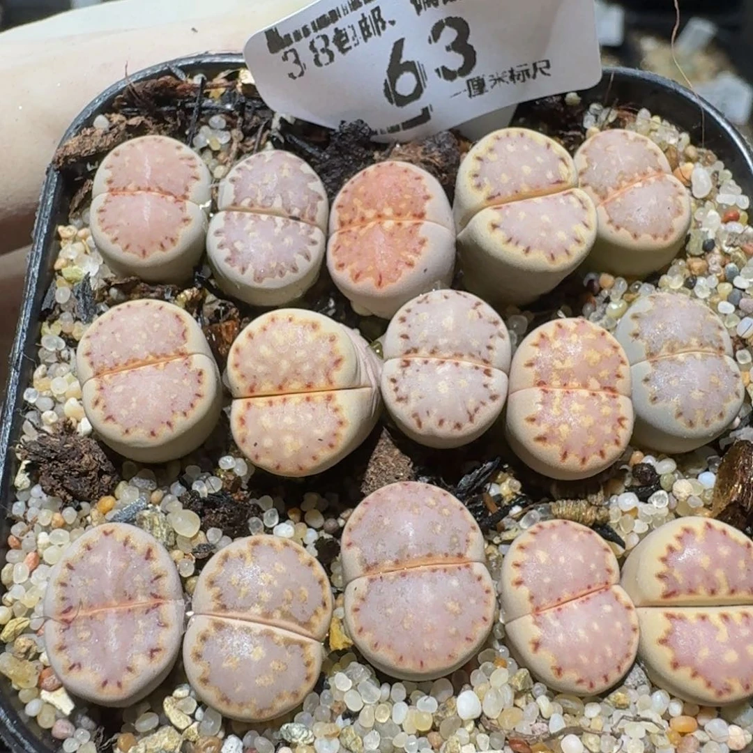 zzzzzz生石花肉锥63