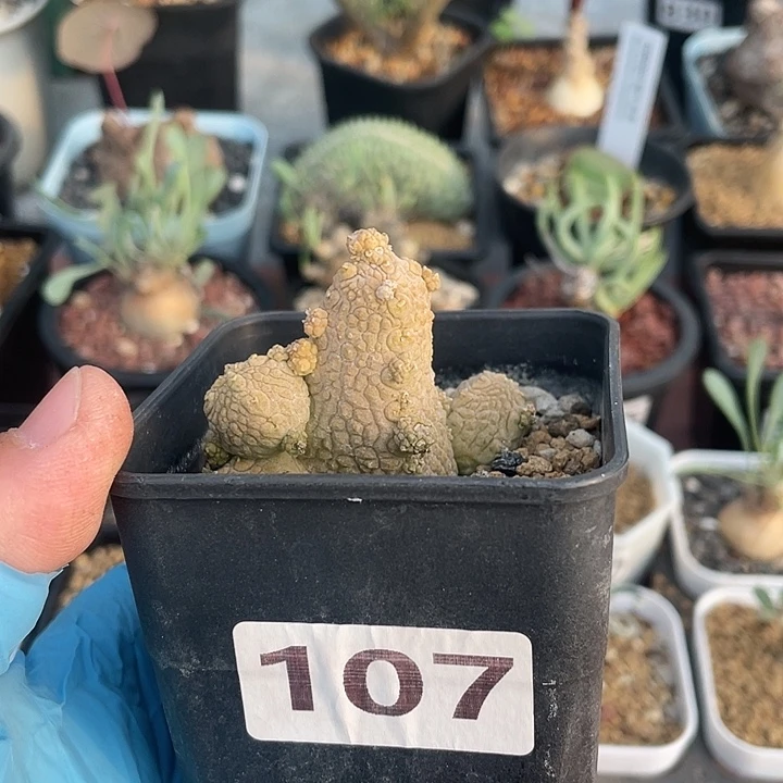 107蛇提玉仙人球植物