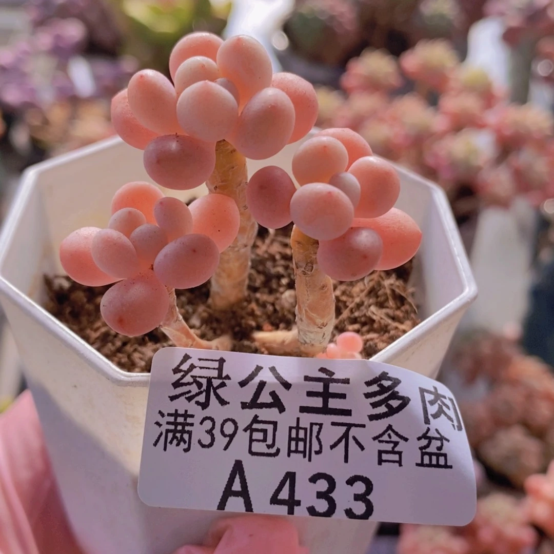 冰淇淋鱼子酱5cm433多肉植物
