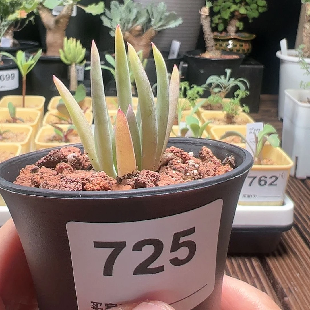 卡诺萨厚敦菊带盆发货