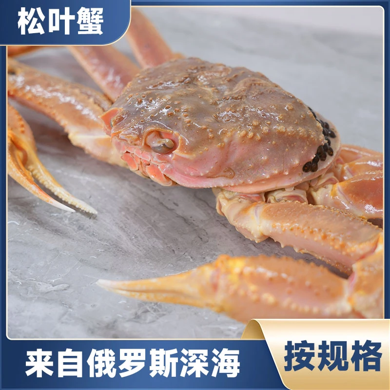 【充氧活发】特大号活松叶蟹雪蟹 一只  默认缺水5%