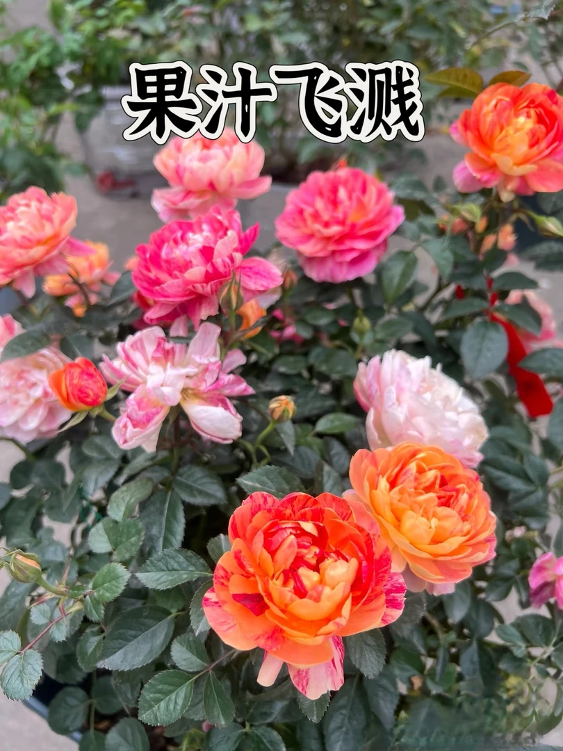 【果汁飞溅】精选月季 勤花抗性好易返祖 露天高抗性实生根接苗