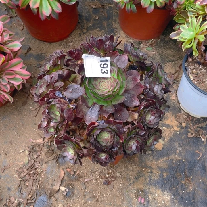 多肉黑骑士法师193