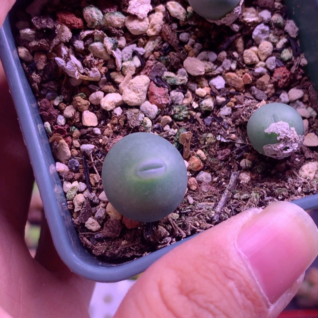 玻尿酸嘴小拳拳植物