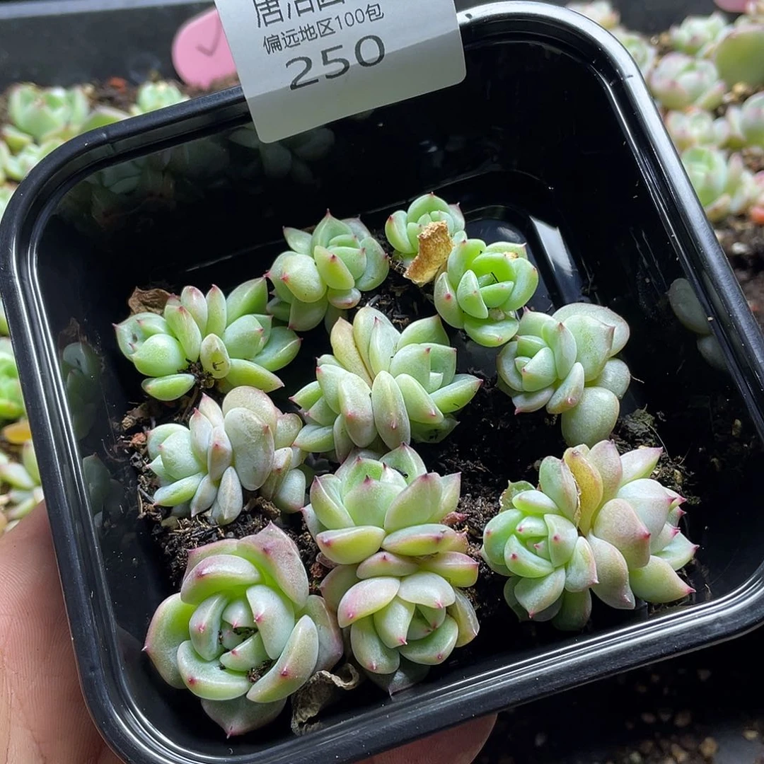 夜*珍妮混一物一拍250