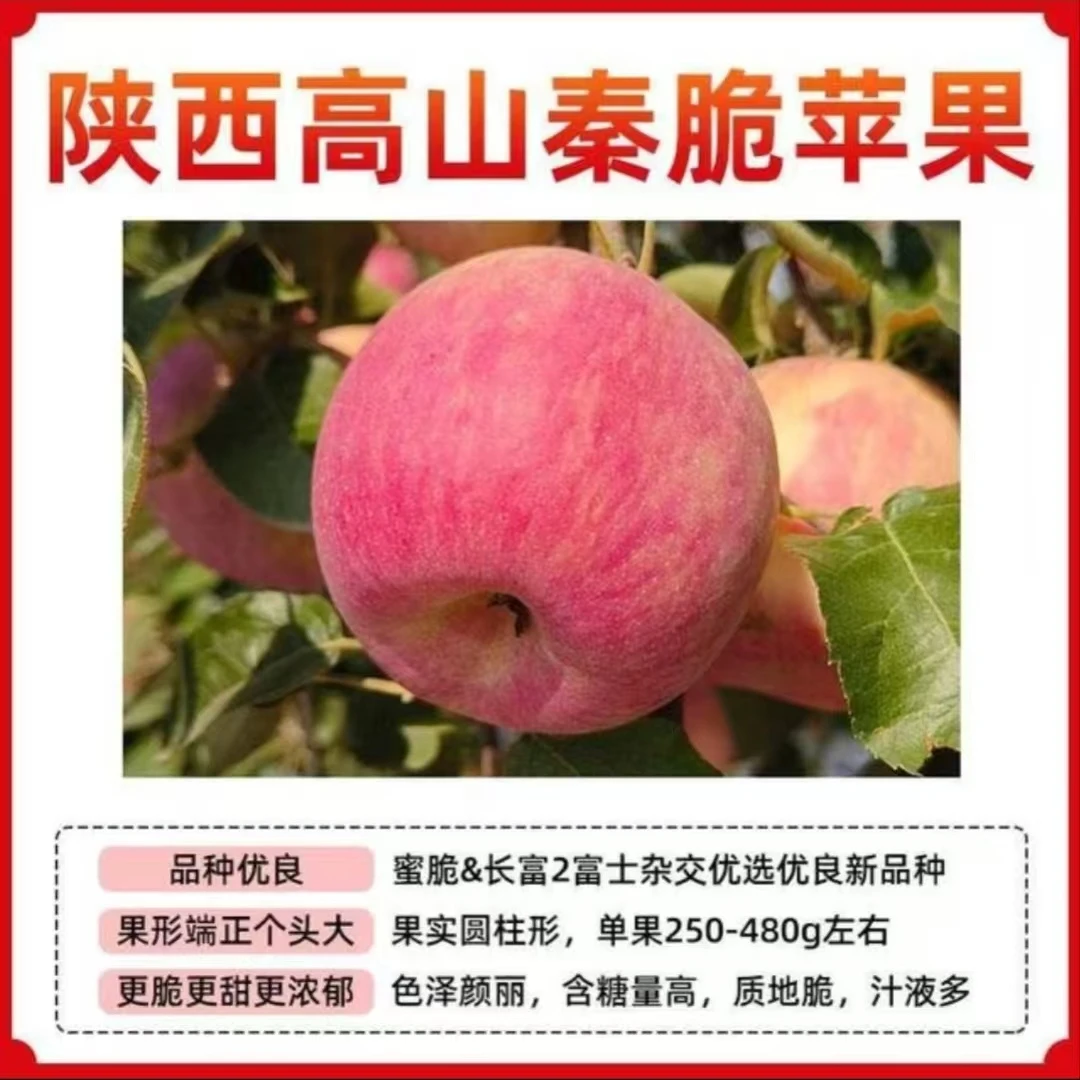 正宗陕西秦脆苹果高端红富士果园现摘现发脆甜多汁小苹果水果脆甜
