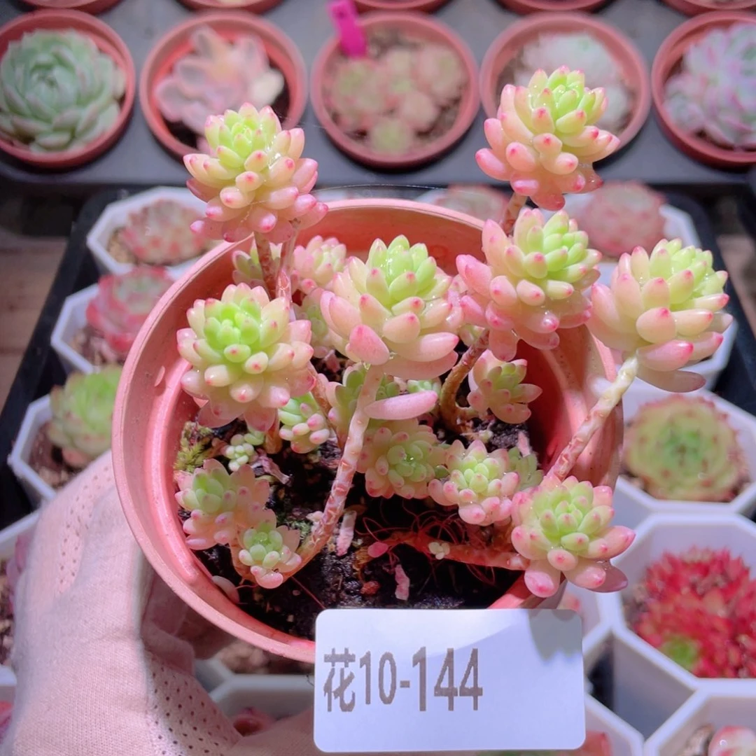 花利美10-144花团锦
