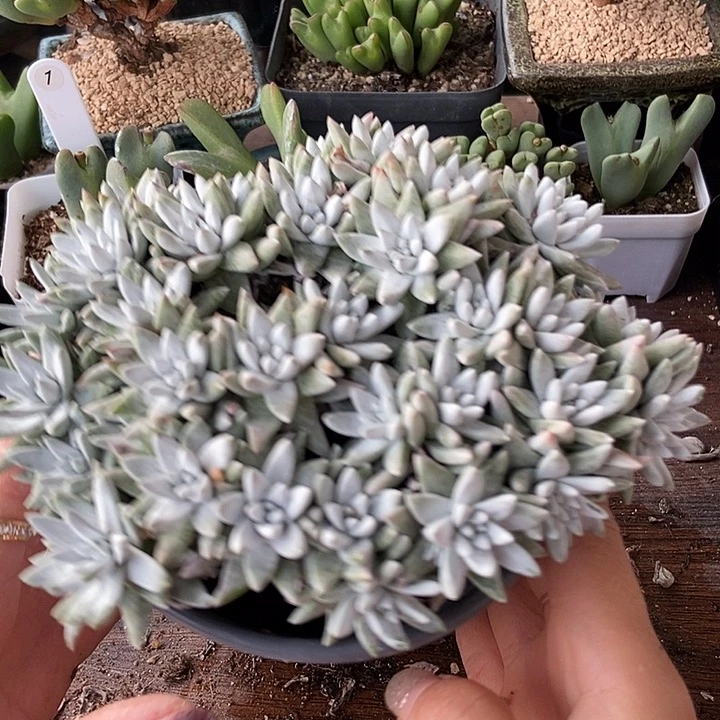 瑕35头白菊一物一拍303