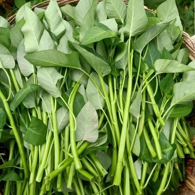 【旺物甄选】空心菜 400g （±50）