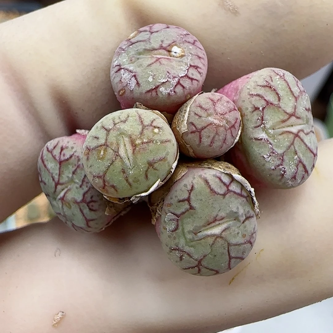 843优选猴脸清姬