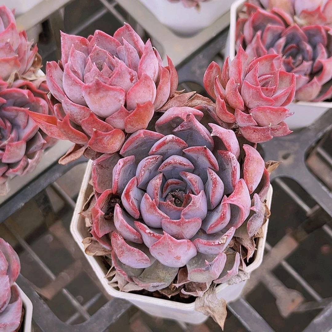 15号989888899889889988