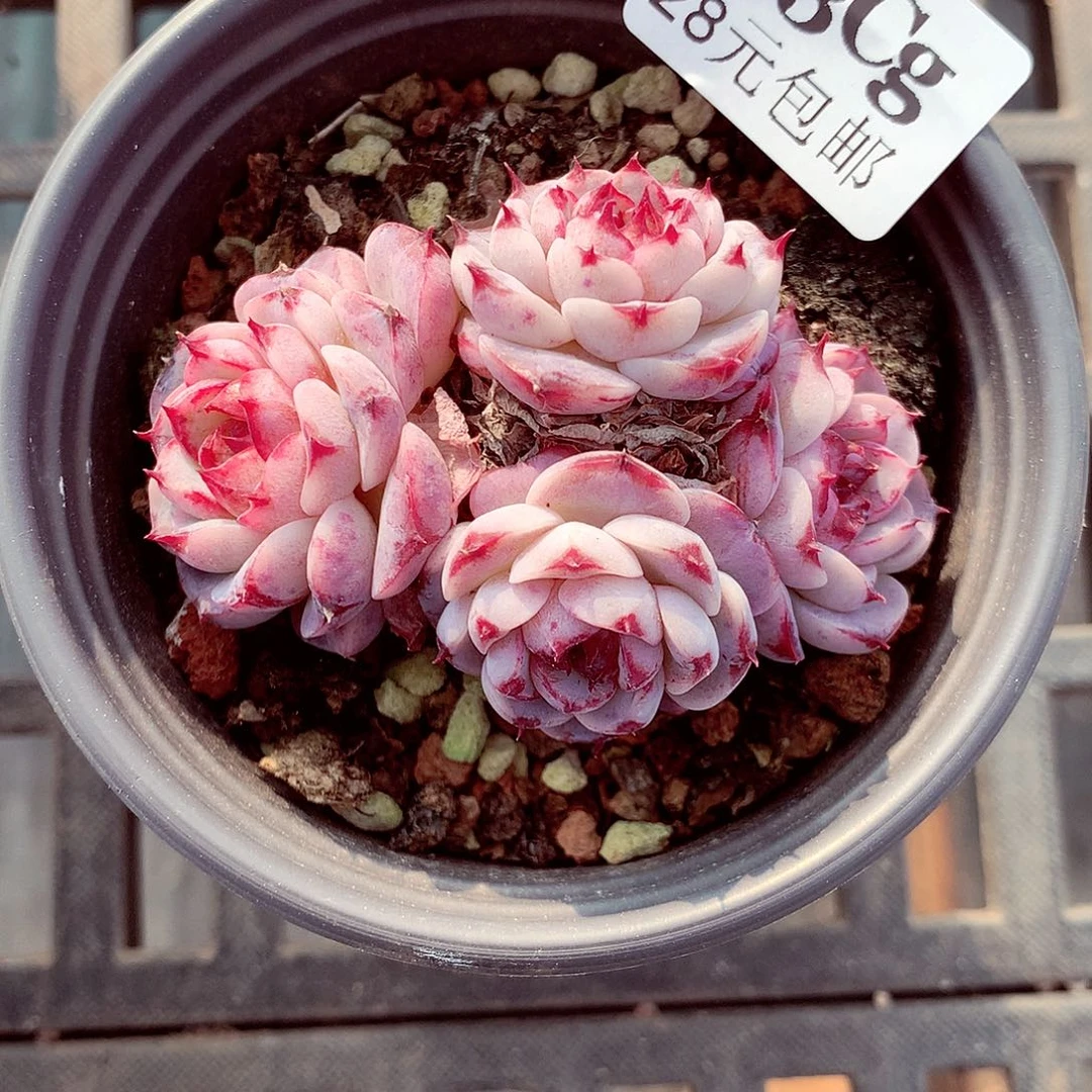 5厘米盆精控多肉103