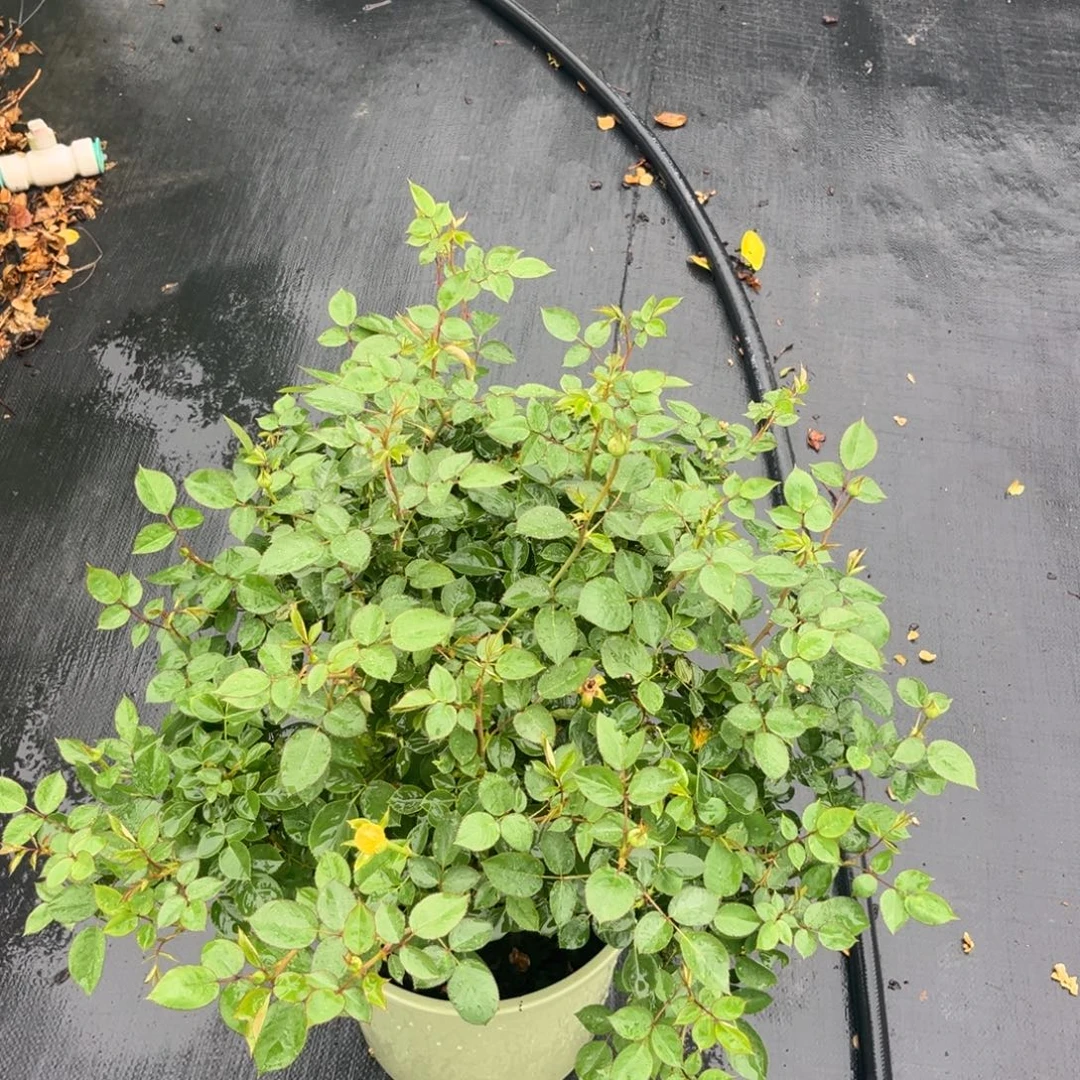 萤火虫3加仑根接月季