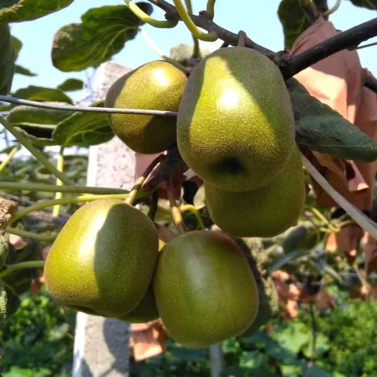 猕猴桃苗嫁接红心猕猴桃树果苗软枣猕猴桃果苗黄心猕猴桃果苗带土