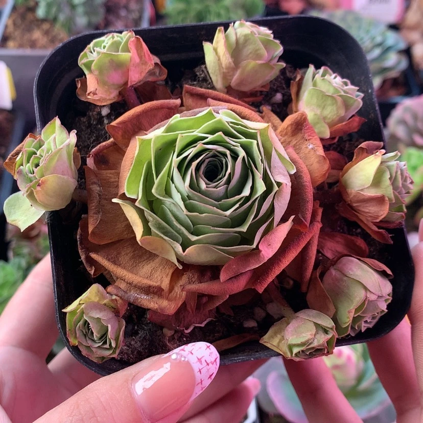 【闪购商品】福利843