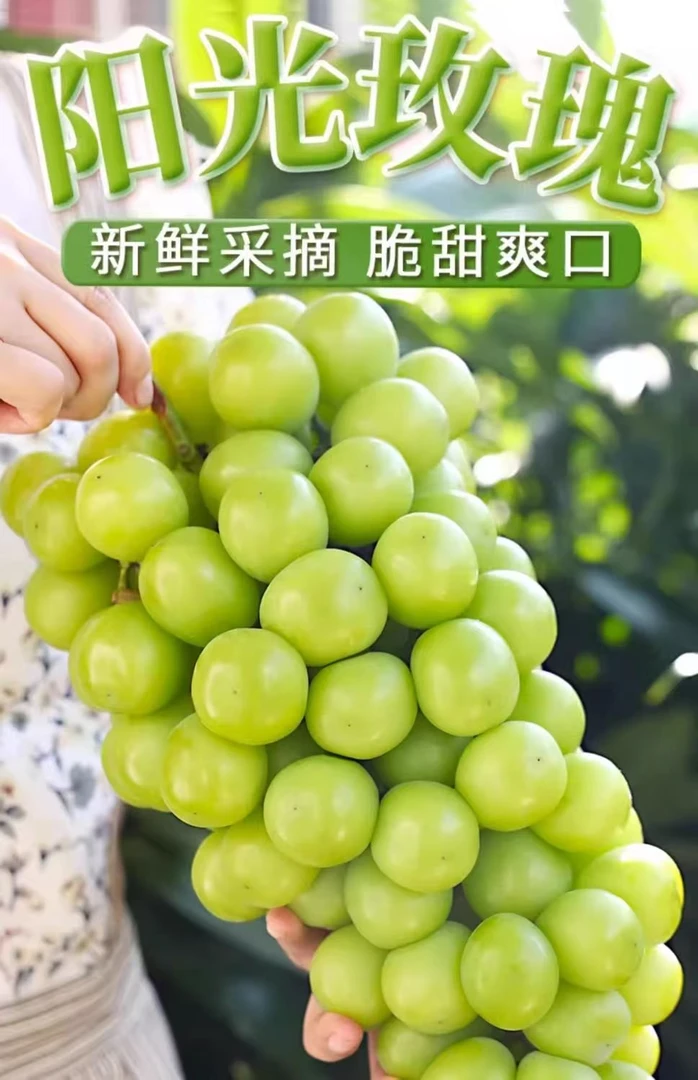 【带箱5斤】W正宗阳光玫瑰葡萄新鲜采摘爆甜多汁新鲜水果