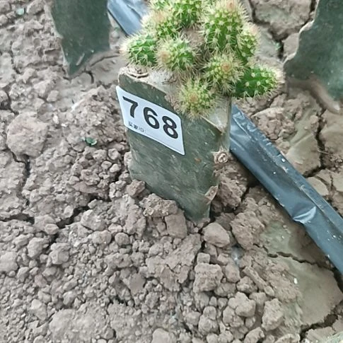 多头垂吊金妞墨子768