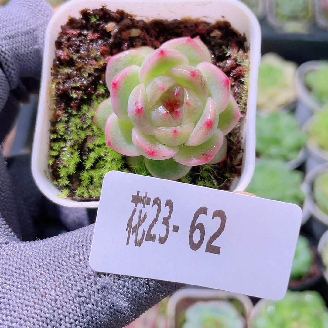 花利美23-62珍妮