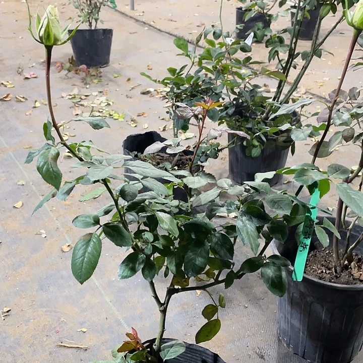 当前无花朵，栽培后可花朵薄荷茶