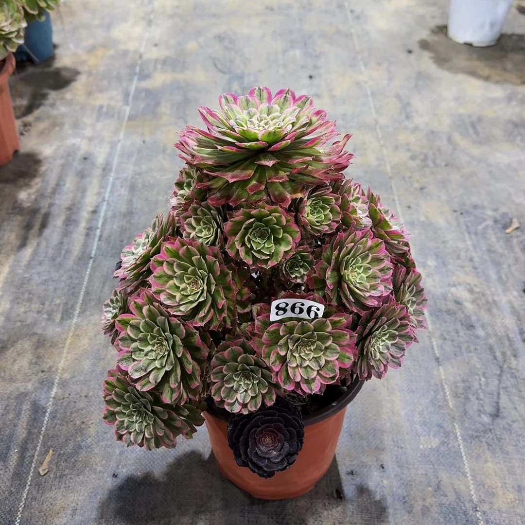 866糖果粉黛多肉植物