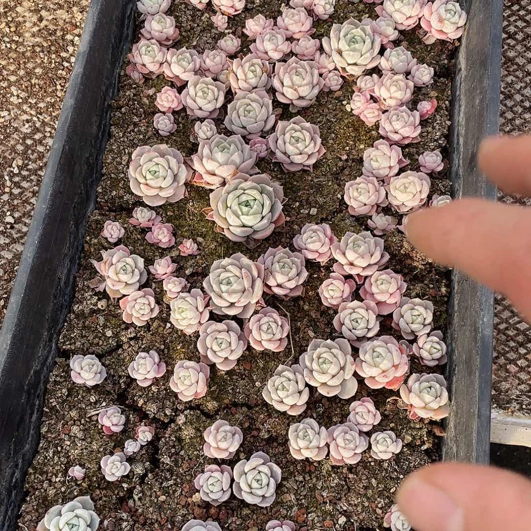 呵***呵060。 定。